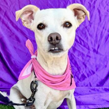LEA -  Rat Terrier and Chihuahua Dog for Adoption in Rowland Heights, California - LEA | PetCurious