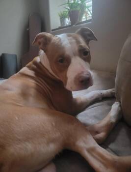 Rescue Pit Bull Terrier Dogs for Adoption in Philadelphia, Pennsylvania - Bones | PetCurious