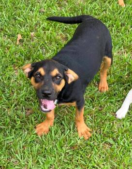 Cody -  Mixed Breed Dog for Adoption in Northwood, New Hampshire - Cody | PetCurious