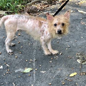 Possum 09-2017 -  Yorkshire Terrier and Mixed Breed Dog for Adoption in Tyrone, Georgia - Possum 09-2017 | PetCurious