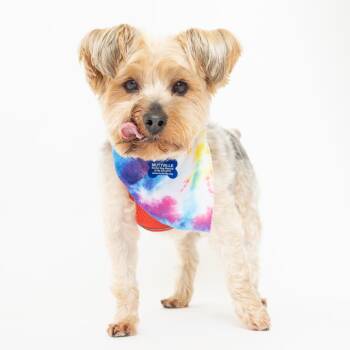 Fin 14575 -  Yorkshire Terrier Dog for Adoption in San Francisco, California - Fin 14575 | PetCurious
