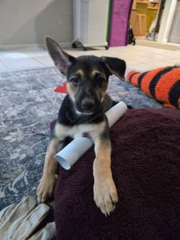 Labrador Retriever Dogs Available for Adoption in The Woodlands, Texas - Frankie | PetCurious