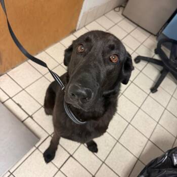 Mixed Breed Dogs Available for Adoption in Charleston, West Virginia - Hiccups | PetCurious