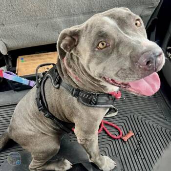 Tank -  American Staffordshire Terrier and Mixed Breed Dog for Adoption in Houston, Texas - Tank | PetCurious