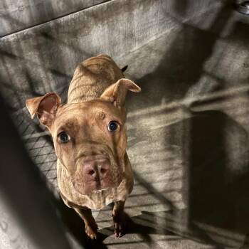 Pit Bull Terrier Dogs Available for Adoption in Pasadena, California - NOVA | PetCurious