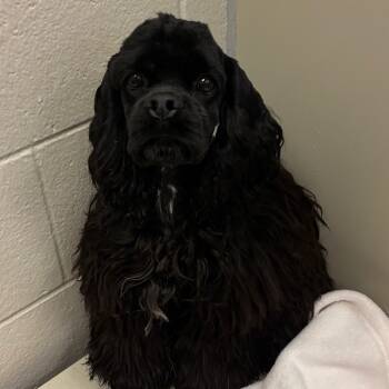 Rescue Cocker Spaniel Dogs for Adoption in Council Bluffs, Iowa - River | PetCurious