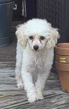 Mary -  Poodle Dog for Adoption in Overland Park, Kansas - Mary | PetCurious
