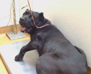 Cane Corso Dogs Available for Adoption - DOLLY PARTON | PetCurious