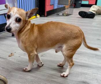 Chiweenie Dogs Available for Adoption in Tifton, Georgia - Fenn | PetCurious