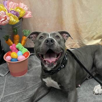 Pit Bull Terrier Dogs Available for Adoption in Las Vegas, Nevada - Serenity 53630 | PetCurious