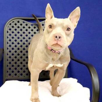 American Bulldog and Labrador Retriever Dogs Available for Adoption in Fort Davis, Texas - River | PetCurious