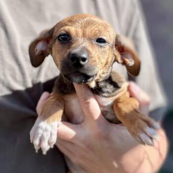 Yahtzee -  Chihuahua and Mixed Breed Dog for Adoption in Glenwood Springs, Colorado - Yahtzee | PetCurious
