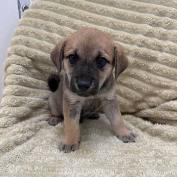 Bamboo -  Mixed Breed Dog for Adoption in Kanab, Utah - Bamboo | PetCurious