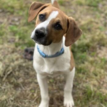 Mixed Breed Dogs Available for Adoption in Clarksville, Arkansas - Isaac | PetCurious