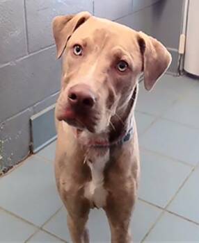 Bisque -  Mixed Breed Dog for Adoption in Nashville, Tennessee - Bisque | PetCurious