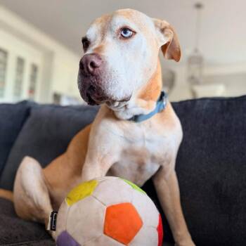 Buck S1 -  Pit Bull Terrier Dog for Adoption in Natchitoches, Louisiana - Buck S1 | PetCurious
