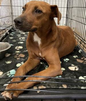 Bernice -  Pit Bull Terrier Dog for Adoption in Mobile, Alabama - Bernice | PetCurious