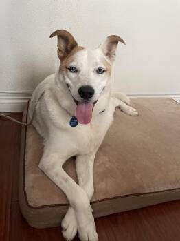 Australian Shepherd and Husky Dogs Available for Adoption in Burbank, California - Sky | PetCurious