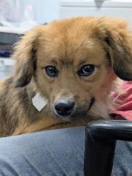 Pomeranian and Spaniel Dogs Available for Adoption in Scottsburg, Indiana - Biscuit | PetCurious