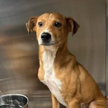 Mixed Breed Dogs Available for Adoption in Knoxville, Tennessee - Firefly | PetCurious