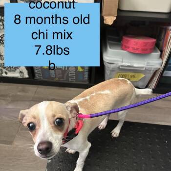 Coconut -  Chihuahua Dog for Adoption in Tampa, Florida - Coconut | PetCurious