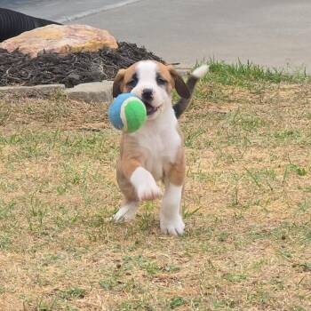Mixed Breed Dogs Available for Adoption in Aberdeen, North Carolina - Piglet | PetCurious