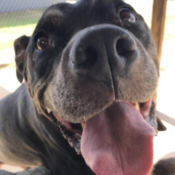 Nelson -  Pit Bull Terrier Dog for Adoption in Kingman, Kansas - Nelson | PetCurious