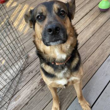 Rescue German Shepherd Dog and Australian Shepherd Dogs for Adoption - Benny Blue | PetCurious