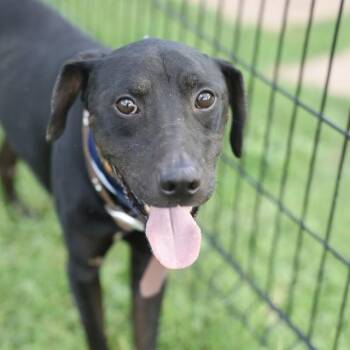 MIDNIGHT -  Labrador Retriever Dog for Adoption in San Antonio, Texas - MIDNIGHT | PetCurious