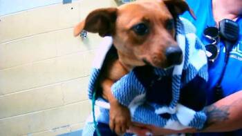 Dachshund Dogs Available for Adoption - PINTO BEAN | PetCurious