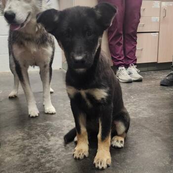 Ember -  Husky and Mixed Breed Dog for Adoption in Evensville, Tennessee - Ember | PetCurious