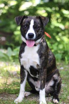 Gilligan in NH. Come Meet our Adoptable Dogs Wednesday-Saturday. -  Boxer Dog for Adoption in Manchester, New Hampshire - Gilligan In NH. Come Meet Our Adoptable Dogs Wednesday-Saturday. | PetCurious