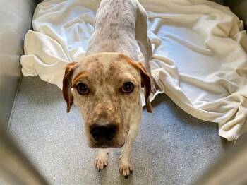 SIMON -  English Coonhound and Pit Bull Terrier Dog for Adoption in Tustin, California - SIMON | PetCurious