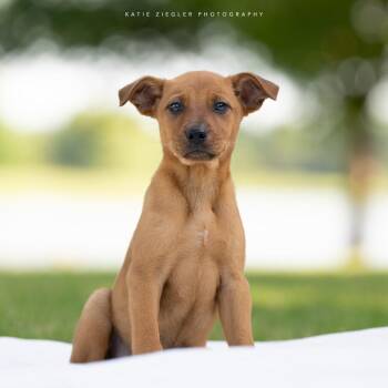 Orla -  Mixed Breed Dog for Adoption in Huntsville, Alabama - Orla | PetCurious