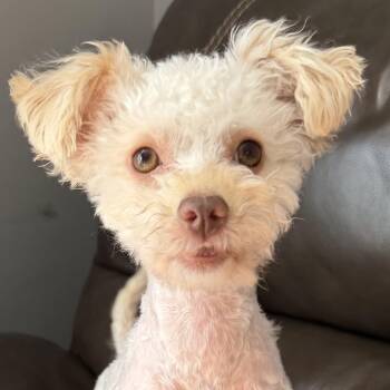 Bitty -  Miniature Poodle Dog for Adoption in Normal, Illinois - Bitty | PetCurious