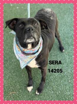 Rescue Labrador Retriever Dogs for Adoption in Marietta, Georgia - SERA | PetCurious
