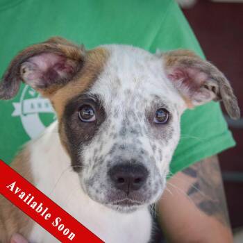 Rescue American Staffordshire Terrier and Boxer Dogs for Adoption in Huntley, Illinois - Petey | PetCurious