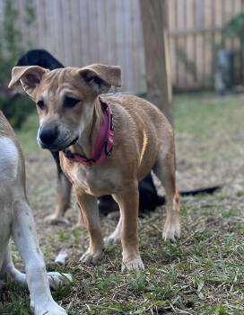 Rescue Shepherd Dogs for Adoption in Longview, Texas - Jolene | PetCurious