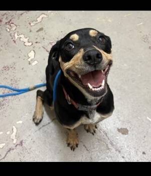 Rescue Collie and Terrier Dogs for Adoption in Lakeland, Florida - Olive | PetCurious