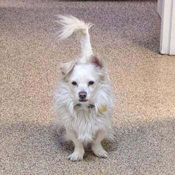 Snowball -  Pomeranian and Mixed Breed Dog for Adoption in Tempe, Arizona - Snowball | PetCurious
