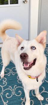 DENALI (Handsome, Loyal, Loving, Kind, Good With Kids/Adults, Fu -  Husky Dog for Adoption in Houston, Texas - DENALI (Handsome, Loyal, Loving, Kind, Good With Kids/Adults, Fu | PetCurious