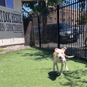 Manny -  Mixed Breed Dog for Adoption in San Francisco, California - Manny | PetCurious