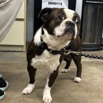 Boston Terrier and Pug Dogs Available for Adoption in Corbin, Kentucky - Frankie Frito | PetCurious