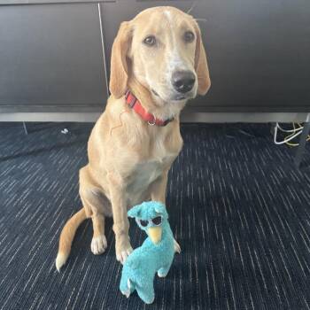 Stealth D70370 -  Labrador Retriever Dog for Adoption in Minnetonka, Minnesota - Stealth D70370 | PetCurious