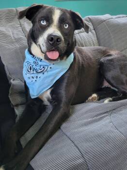 Blue Eyes -  Border Collie and Labrador Retriever Dog for Adoption in Mount Laurel Township, New Jersey - Blue Eyes | PetCurious