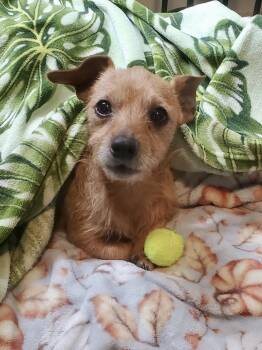 Dachshund Dogs Available for Adoption in Portland, Oregon - Fritz | PetCurious