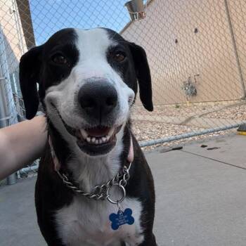 Princess -  Mixed Breed Dog for Adoption in Bismarck, North Dakota - Princess | PetCurious