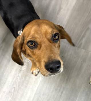 Bean -  Beagle Dog for Adoption in Tomball, Texas - Bean | PetCurious