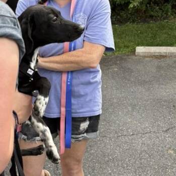 Pascal -  Mixed Breed and Dachshund Dog for Adoption in Rockville, Maryland - Pascal | PetCurious