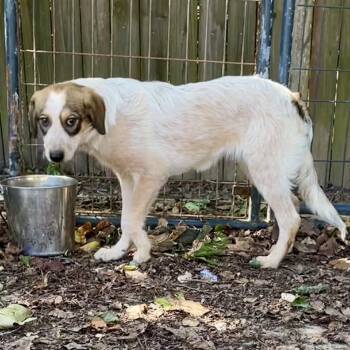 Rescue Australian Cattle Dog Blue Heeler and Australian Shepherd Dogs for Adoption in Livingston, Texas - Tutti-Frutti | PetCurious